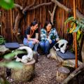 Two smiling people sit on a wooden bench petting a lemur during a Close Encounter experience at Wellington Zoo.