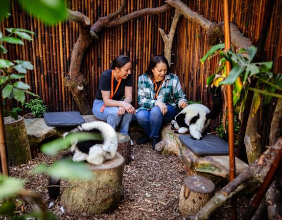 Two smiling people sit on a wooden bench petting a lemur during a Close Encounter experience at Wellington Zoo.