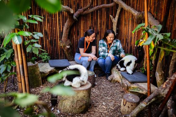 Two smiling people sit on a wooden bench petting a lemur during a Close Encounter experience at Wellington Zoo.