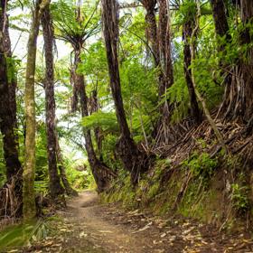 The Fern Loop, a short loop in the lower part of Mākara Peak Mountain Bike Park.