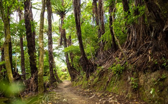 The Fern Loop, a short loop in the lower part of Mākara Peak Mountain Bike Park.