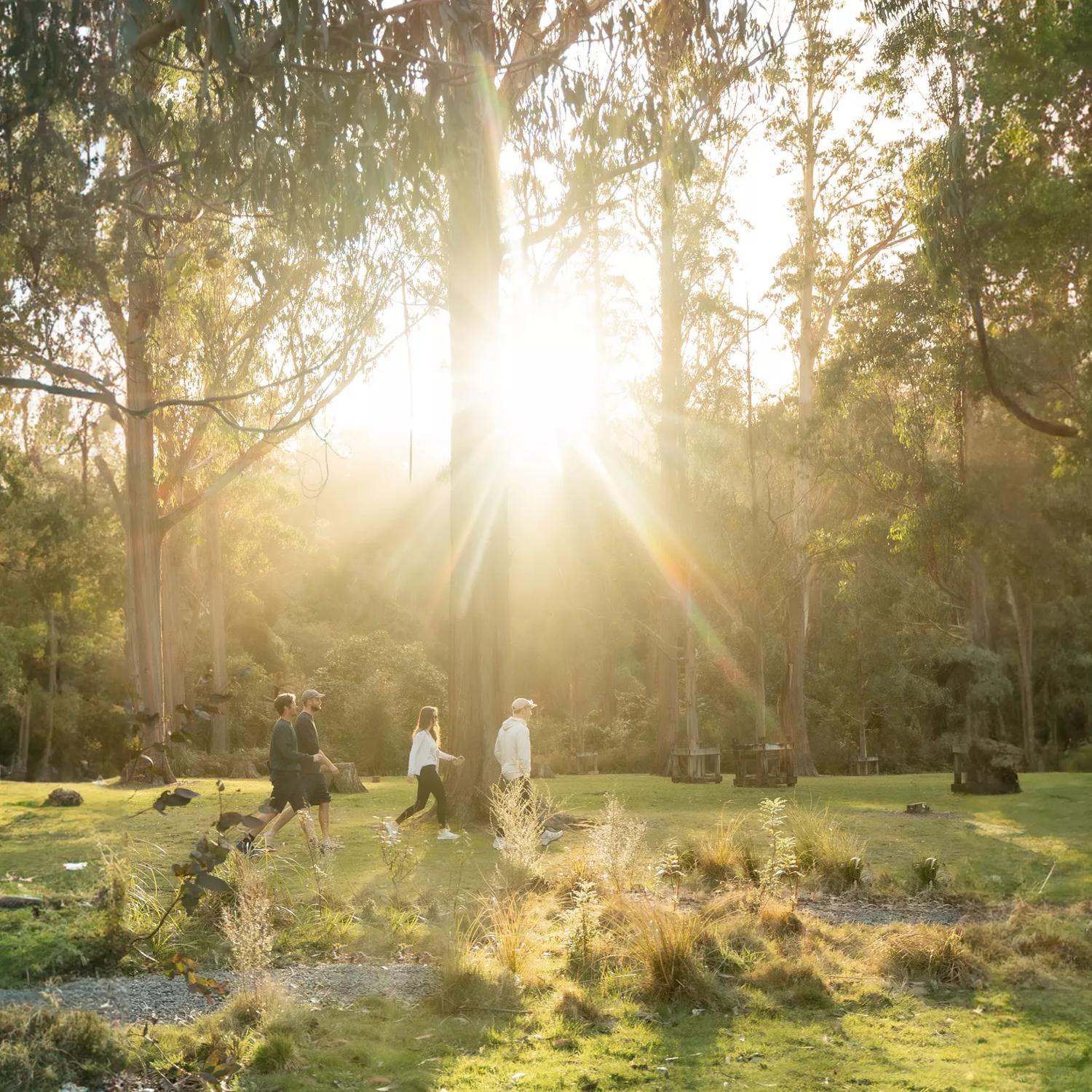 Four people walking on Tane's Track, in an open bush area with sun coming through the trees