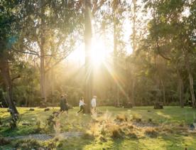 Four people walking on Tane's Track, in an open bush area with sun coming through the trees