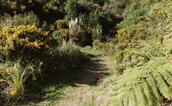 The Connect Four trail in Belmont Regional Park. The trail is grassy and surrounded by gorse bush.