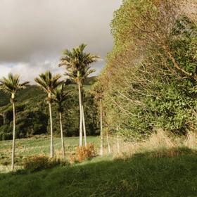 The Ti Kouka loop in Whareroa Farm a grassy trail up a small hill with views of the bush.
