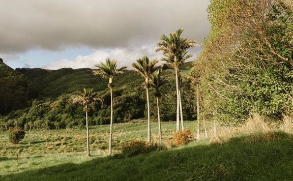 The Ti Kouka loop in Whareroa Farm a grassy trail up a small hill with views of the bush.