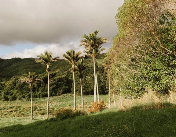 The Ti Kouka loop in Whareroa Farm a grassy trail up a small hill with views of the bush.