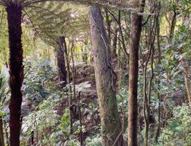 The green native bush of Belmont Regional Park, with streams and hills.