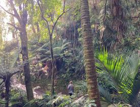 The green native bush of Belmont Regional Park, with streams and hills.