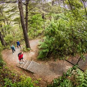 3 people walking along a track looking at the native trees on the Kowhai Street Track to Butterfly Creek.