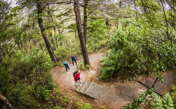 3 people walking along a track looking at the native trees on the Kowhai Street Track to Butterfly Creek.