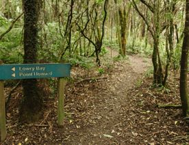 Howard Road trail, a walk through native bush with views of the Wellington Harbour.