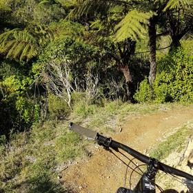 The front handlebars of a mountain bike while riding on a narrow gravel path through native New Zealand bush. 