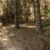A section of Blaster, a mountain bike track in Ngā Ara o Rangituhi, winding amongst pine trees.