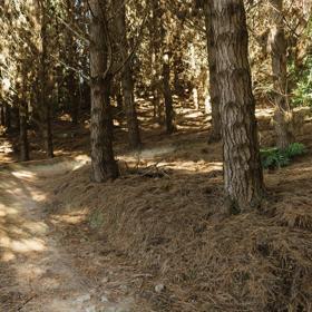 A section of Blaster, a mountain bike track in Ngā Ara o Rangituhi, winding amongst pine trees.