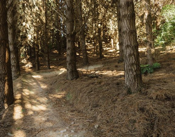 A section of Blaster, a mountain bike track in Ngā Ara o Rangituhi, winding amongst pine trees.