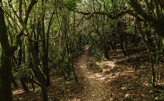 Bush section of the Wrights Hill Lookout Loop Walk surrounded by native trees.