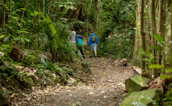 Two people walking amongst native trees along the Wilkinson track on Kapiti Island.