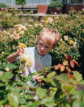 A child playing in a rose bush at Wellington Botanic Garden.