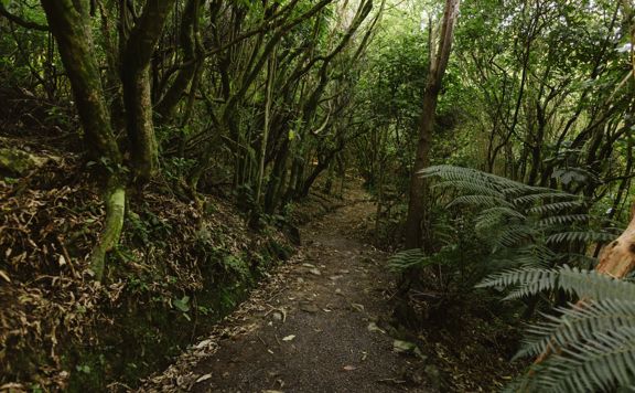 Shady forest path lined with trees and native ferns.