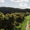 The Connect Four trail in Belmont Regional Park. The trail is grassy and surrounded by gorse bush.