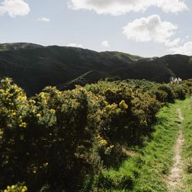 The Connect Four trail in Belmont Regional Park. The trail is grassy and surrounded by gorse bush.