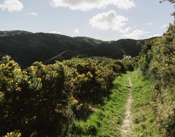 The Connect Four trail in Belmont Regional Park. The trail is grassy and surrounded by gorse bush.