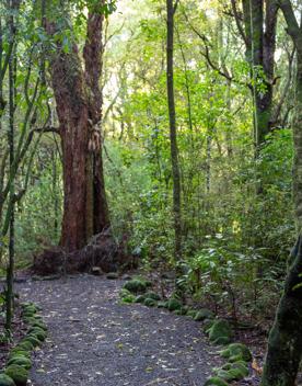 A well-equipped and popular outdoor space for families in Upper Hutt. On the edge of Te Awa Kairangi, Hutt River, Harcourt Park in Upper Hutt is a 40-minute drive north of Wellington.