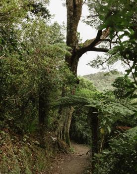 A section of the Cheviot Road Track in Eastbourne. There is mature native bush with plenty of shade.