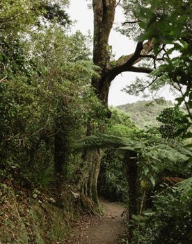 A section of the Cheviot Road Track in Eastbourne. There is mature native bush with plenty of shade.