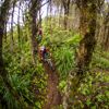 Two mountain bikers zoom between lush green ferns and trees on the Rātā Ridge track, in East Harbour Regional Park.