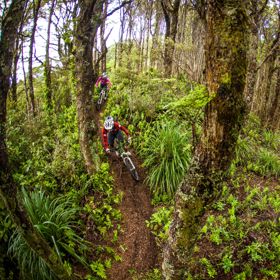 Two mountain bikers zoom between lush green ferns and trees on the Rātā Ridge track, in East Harbour Regional Park.