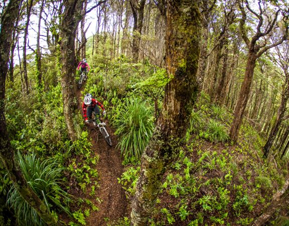 Two mountain bikers zoom between lush green ferns and trees on the Rātā Ridge track, in East Harbour Regional Park.