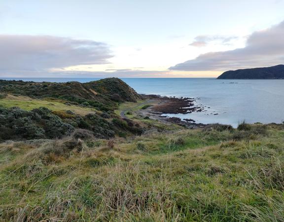 An expansive, coastal area of park and wilderness just north of the capital. With 180 hectares of open space and pockets of native bush, Whitireia Park is where people in Porirua come to roam on foot, bike, or hoof.
