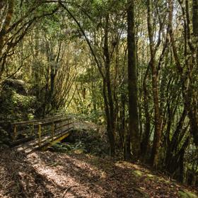 A section of the Mangaone Walkway trail in Waikanae. The trail follows lush native forest.