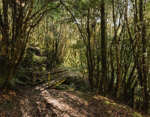 A section of the Mangaone Walkway trail in Waikanae. The trail follows lush native forest.