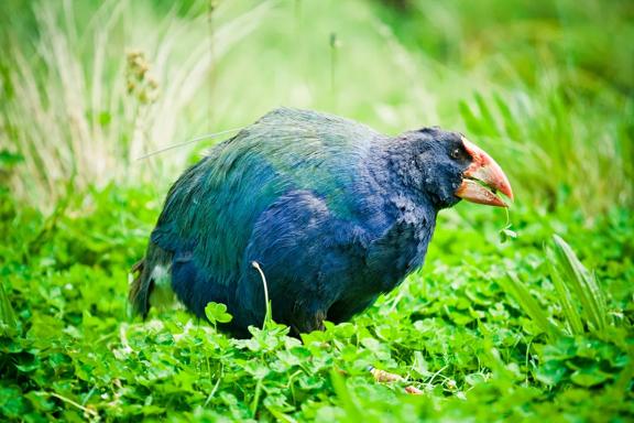 Large blue and green coloured bird with a red beak among bright green grass.