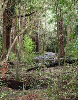 The Kiriwhakapapa Road Tararua Forest Park screen location, featuring walking trails and campsite opportunities in wild, natural landscapes.