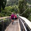 People walking along one of the two swing bridges over the river amongst trees in Kaitoke Regional Park.