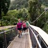 People walking along one of the two swing bridges over the river amongst trees in Kaitoke Regional Park.