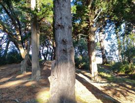 The screen location of Mount Victoria Town Belt, with lush green native bush and panoramic views across Wellington.