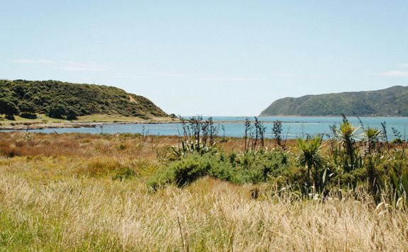 Looking out over Onehunga Bay from Te Onepoto Loop Track in Whitireia Park, Porirua. There are flax and swamp bushes and blue ocean in the background.