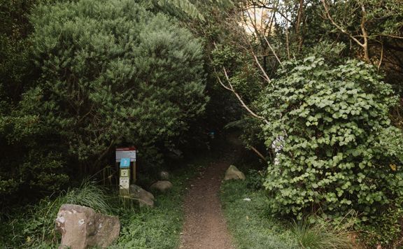 A section of the Sawmill trail in Waimapihi Reserve overlooking the Wellington Harbour.