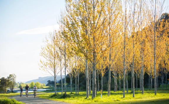 3 people biking along the Hutt River Trail next to large autumn trees.