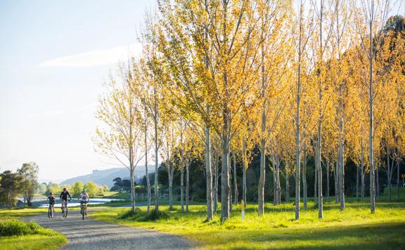 3 people biking along the Hutt River Trail next to large autumn trees.