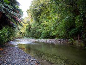 The screen locations of Catchpool Valley, with the river, lush bush,  forest, and grassland.