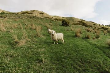 Two sheep stand and stare in a grassy pasture.