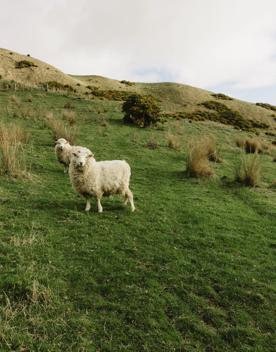 Two sheep stand and stare in a grassy pasture.