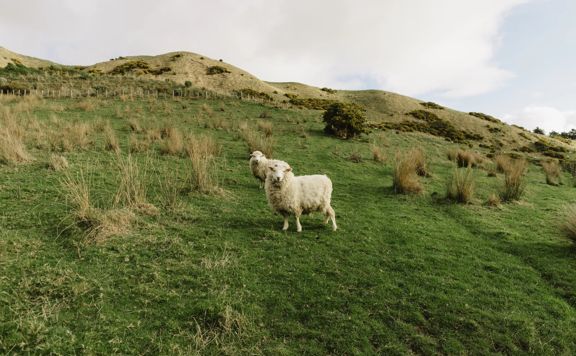 Two sheep stand and stare in a grassy pasture.