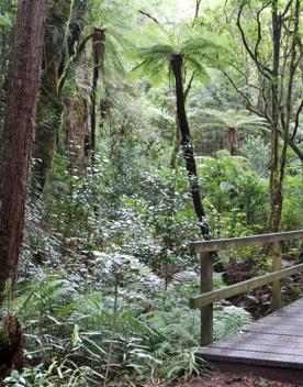 The Kiriwhakapapa Road Tararua Forest Park screen location, featuring walking trails and campsite opportunities in wild, natural landscapes.